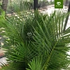 Cây Cau Nhật Cau Lụa size nội thất - Trang trí văn phòng, nhà ở, giảm còn 345k 6