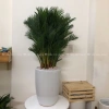 Cây Cau Nhật Cau Lụa size nội thất - Trang trí văn phòng, nhà ở, giảm còn 345k 7