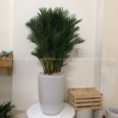 Cây Cau Nhật Cau Lụa size nội thất - Trang trí văn phòng, nhà ở, giảm còn 345k 7 Cây Cau Nhật Cau Lụa size nội thất - Trang trí văn phòng, nhà ở, giảm còn 345k 7