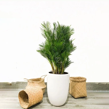 Cây Cau Nhật Cau Lụa size nội thất - Trang trí văn phòng, nhà ở, giảm còn 345k