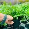 Cây Cau Tiểu Châm để bàn - Trang trí tiệm cây xanh, chỉ 70.000 VND (giá gốc 89.600) 3