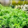 Cây Cau Tiểu Châm để bàn - Trang trí tiệm cây xanh, chỉ 70.000 VND (giá gốc 89.600) 4