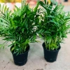 Cây Cau Tiểu Châm để bàn - Trang trí tiệm cây xanh, chỉ 70.000 VND (giá gốc 89.600) 7