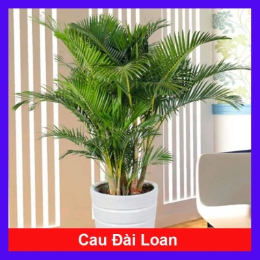 Cây cau vàng Đài Loan - Cây kiểng trong nhà, cao 100cm, giá ưu đãi 85.000 VND