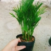 Cây cau vàng Đài Loan - Cây kiểng trong nhà, cao 100cm, giá ưu đãi 85.000 VND 3