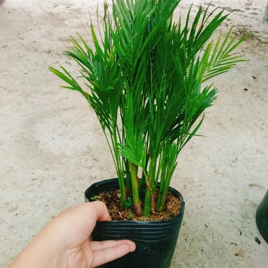 Cây cau vàng Đài Loan - Cây kiểng trong nhà, cao 100cm, giá ưu đãi 85.000 VND