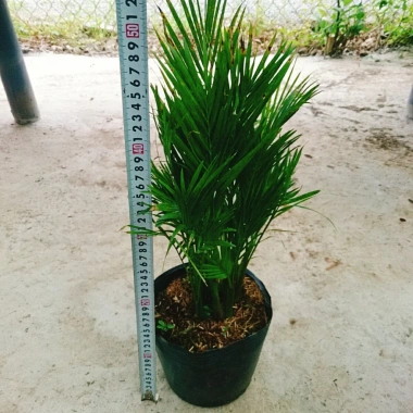 Cây cau vàng Đài Loan - Cây kiểng trong nhà, cao 100cm, giá ưu đãi 85.000 VND