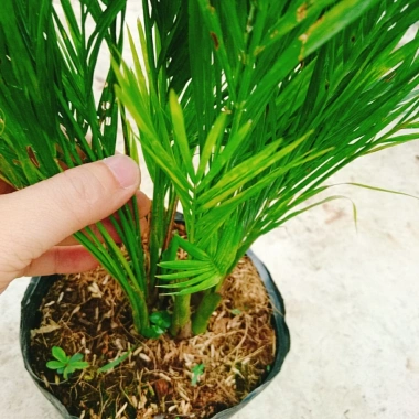Cây cau vàng Đài Loan - Cây kiểng trong nhà, cao 100cm, giá ưu đãi 85.000 VND