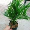 Cây cau vàng Đài Loan - Cây kiểng trong nhà, cao 100cm, giá ưu đãi 85.000 VND 6