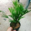 Cây cau vàng Đài Loan - Cây kiểng trong nhà, cao 100cm, giá ưu đãi 85.000 VND 7