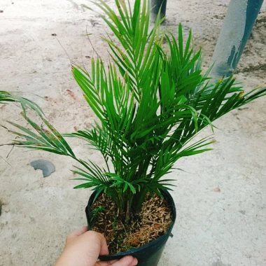 Cây cau vàng Đài Loan - Cây kiểng trong nhà, cao 100cm, giá ưu đãi 85.000 VND