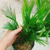 Cây cau vàng Đài Loan - Cây kiểng trong nhà, cao 100cm, giá ưu đãi 85.000 VND 8