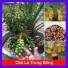 Cây Chà Là Trung Đông cao 30-40cm - Giá ưu đãi 65.000₫, thanh lọc không khí