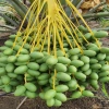 Cây Chà Là Trung Đông cao 30-40cm - Giá ưu đãi 65.000₫, thanh lọc không khí 3