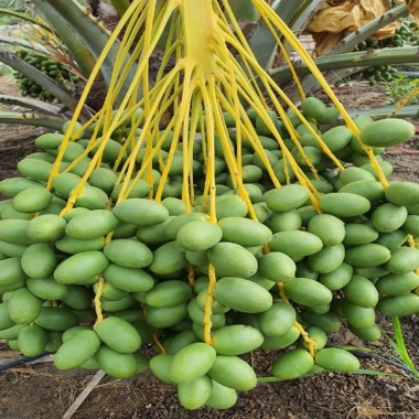 Cây Chà Là Trung Đông cao 30-40cm - Giá ưu đãi 65.000₫, thanh lọc không khí 3