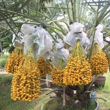 Cây Chà Là Trung Đông cao 30-40cm - Giá ưu đãi 65.000₫, thanh lọc không khí 6
