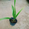 Cây Chà Là Trung Đông cao 30-40cm - Giá ưu đãi 65.000₫, thanh lọc không khí 7
