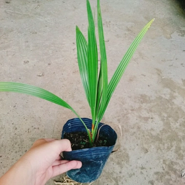 Cây Chà Là Trung Đông cao 30-40cm - Giá ưu đãi 65.000₫, thanh lọc không khí 8