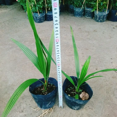 Cây Chà Là Trung Đông cao 30-40cm - Giá ưu đãi 65.000₫, thanh lọc không khí 9