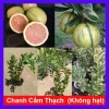 Cây Chanh Cẩm Thạch Không Hạt - Cây Ăn Trái Tươi Ngon, Giá Ưu Đãi 55.000