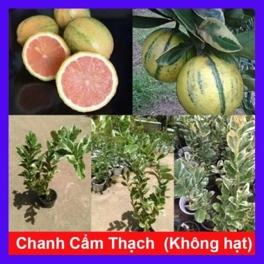 Cây Chanh Cẩm Thạch Không Hạt - Cây Ăn Trái Tươi Ngon, Giá Ưu Đãi 55.000