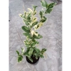 Cây Chanh Cẩm Thạch Không Hạt - Cây Ăn Trái Tươi Ngon, Giá Ưu Đãi 55.000 2