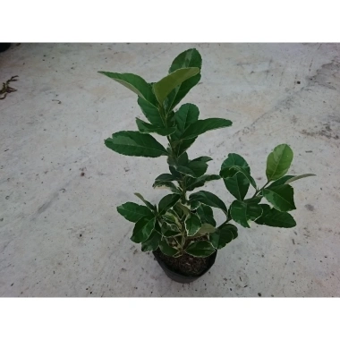 Cây Chanh Cẩm Thạch Không Hạt - Cây Ăn Trái Tươi Ngon, Giá Ưu Đãi 55.000