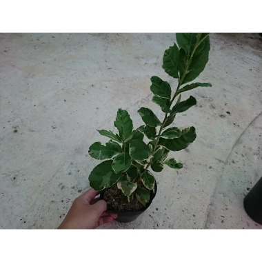 Cây Chanh Cẩm Thạch Không Hạt - Cây Ăn Trái Tươi Ngon, Giá Ưu Đãi 55.000