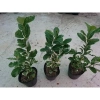 Cây Chanh Cẩm Thạch Không Hạt - Cây Ăn Trái Tươi Ngon, Giá Ưu Đãi 55.000 8