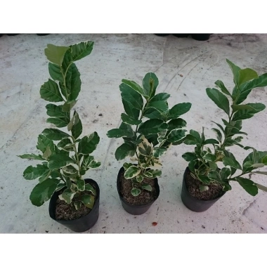 Cây Chanh Cẩm Thạch Không Hạt - Cây Ăn Trái Tươi Ngon, Giá Ưu Đãi 55.000