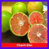 Cây chanh đào thơm ngát, mọng nước, ruột hồng - Giá chỉ 55.000₫ (giảm từ 67.650₫)
