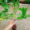 Cây chanh đào thơm ngát, mọng nước, ruột hồng - Giá chỉ 55.000₫ (giảm từ 67.650₫) 2
