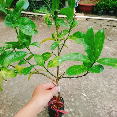 Cây chanh đào thơm ngát, mọng nước, ruột hồng - Giá chỉ 55.000₫ (giảm từ 67.650₫) 2