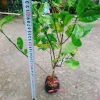 Cây chanh đào thơm ngát, mọng nước, ruột hồng - Giá chỉ 55.000₫ (giảm từ 67.650₫) 3