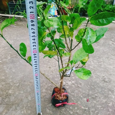 Cây chanh đào thơm ngát, mọng nước, ruột hồng - Giá chỉ 55.000₫ (giảm từ 67.650₫) 3