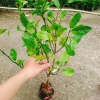 Cây chanh đào thơm ngát, mọng nước, ruột hồng - Giá chỉ 55.000₫ (giảm từ 67.650₫) 4