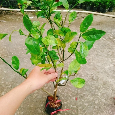 Cây chanh đào thơm ngát, mọng nước, ruột hồng - Giá chỉ 55.000₫ (giảm từ 67.650₫) 4