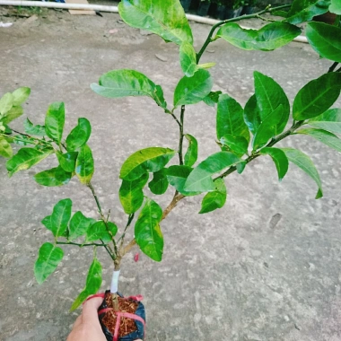 Cây chanh đào thơm ngát, mọng nước, ruột hồng - Giá chỉ 55.000₫ (giảm từ 67.650₫) 5