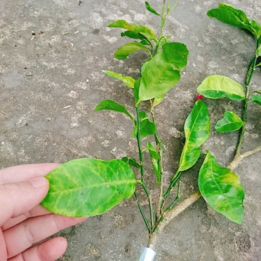 Cây chanh đào thơm ngát, mọng nước, ruột hồng - Giá chỉ 55.000₫ (giảm từ 67.650₫) 6