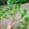 Cây chanh đào thơm ngát, mọng nước, ruột hồng - Giá chỉ 55.000₫ (giảm từ 67.650₫) 7
