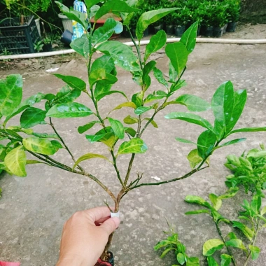 Cây chanh đào thơm ngát, mọng nước, ruột hồng - Giá chỉ 55.000₫ (giảm từ 67.650₫) 7