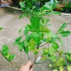 Cây chanh đào thơm ngát, mọng nước, ruột hồng - Giá chỉ 55.000₫ (giảm từ 67.650₫) 8