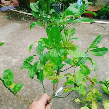 Cây chanh đào thơm ngát, mọng nước, ruột hồng - Giá chỉ 55.000₫ (giảm từ 67.650₫) 8