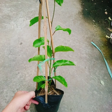 Cây Chanh Dây Ngọt Vàng - 3 tháng cho trái, chỉ 38.000 VND, giá ưu đãi 2 Cây Chanh Dây Ngọt Vàng - 3 tháng cho trái, chỉ 38.000 VND, giá ưu đãi 2