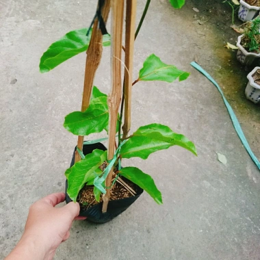 Cây Chanh Dây Ngọt Vàng - 3 tháng cho trái, chỉ 38.000 VND, giá ưu đãi 3 Cây Chanh Dây Ngọt Vàng - 3 tháng cho trái, chỉ 38.000 VND, giá ưu đãi 3
