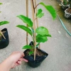 Cây Chanh Dây Ngọt Vàng - 3 tháng cho trái, chỉ 38.000 VND, giá ưu đãi 4
