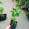 Cây Chanh Dây Ngọt Vàng - 3 tháng cho trái, chỉ 38.000 VND, giá ưu đãi 5