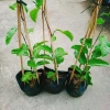 Cây Chanh Dây Ngọt Vàng - 3 tháng cho trái, chỉ 38.000 VND, giá ưu đãi 6