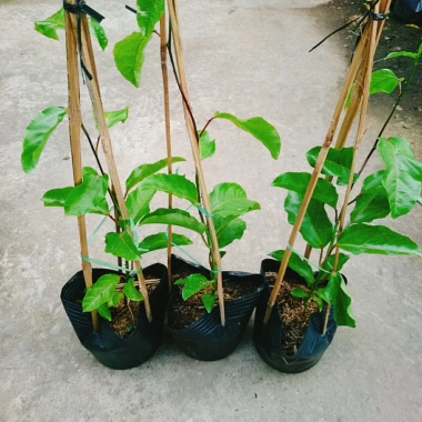 Cây Chanh Dây Ngọt Vàng - 3 tháng cho trái, chỉ 38.000 VND, giá ưu đãi