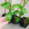Cây Chanh Dây Ngọt Vàng - 3 tháng cho trái, chỉ 38.000 VND, giá ưu đãi 7